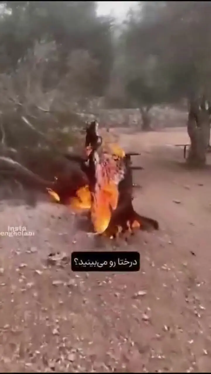 تعجب صهیونیست‌ها از نحوه عجیب سوختن درختان از داخل