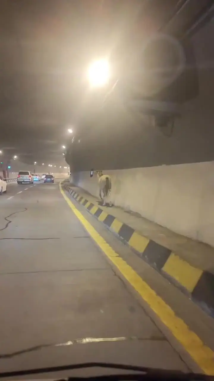 حضور یک اسب وحشی در آزادراه تهران شمال!