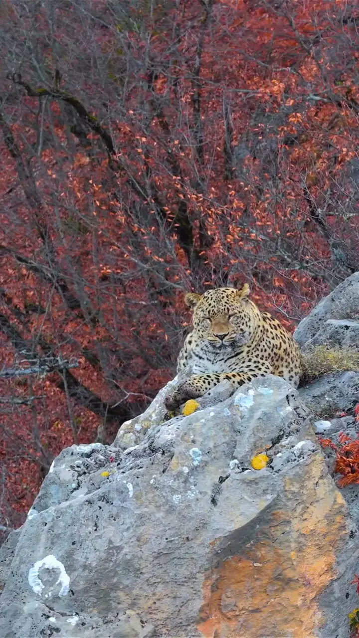 زیبایی شکوهمند پلنگ ایرانی در کیاسر