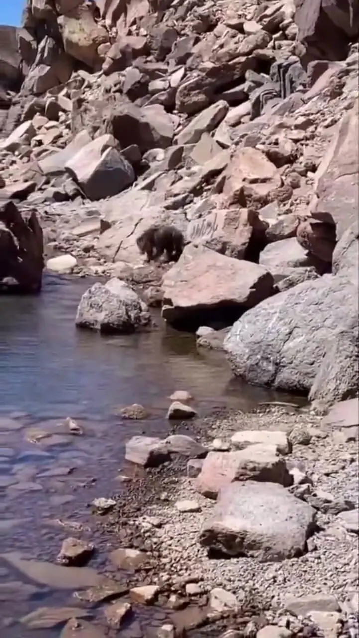 صحنه ای نادر از حیات وحش ایران